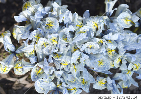 Iris Katherine Hodgkin 127242314