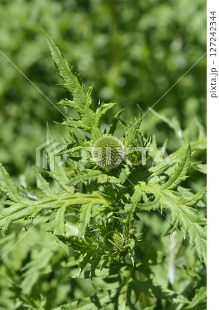 Southern globethistle 127242344
