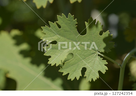 Plume poppy 127242354