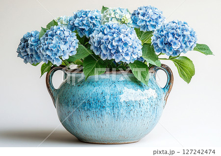 Big Hydrangea bush in rustic pot with fleshy leaves and pink flowers on a white background. 127242474