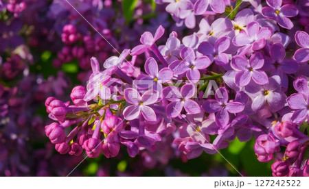 幻想的に咲くライラックの花束4 幻想的に咲くライラックの花束4 127242522