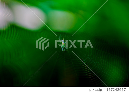 木漏れ日に輝くジョロウグモ(幼虫)の巣 木漏れ日に輝くジョロウグモ(幼虫)の巣 127242657