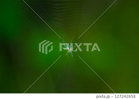 木漏れ日に輝くジョロウグモ（幼虫）の巣 127242658