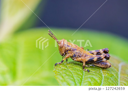 葉の上のフキバッタ（幼虫） 127242659