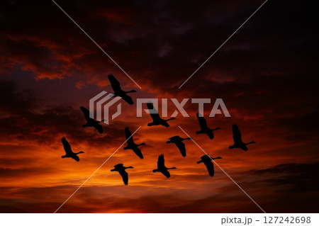 Flock of wild birds flying in sky at sunset with dramatic dark red clouds and glowing horizon in background 127242698