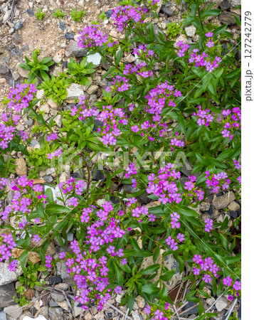 海の近くに咲くハマナデシコの花 海の近くに咲くハマナデシコの花 127242779