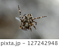 Hairy Orb-Weaver Spider Suspended Mid-Web in Stunning Macro Shot 127242948