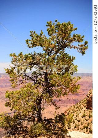 Brave Pinon Pine Tree Grand Canyon Arizona 127242993