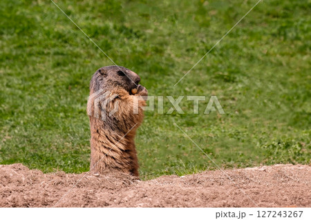 Alpine marmot, marmota marmota. It is found in high numbers in mountainous areas of central and southern Europe, Saas-Fee, Switzerland Alpine marmot, marmota marmota. It is found in high numbers in mountainous areas of central and southern Europe, Saas-Fee, Switzerland 127243267