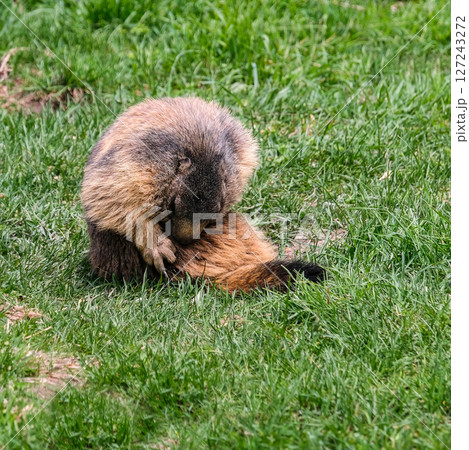 Alpine marmot, marmota marmota. It is found in high numbers in mountainous areas of central and southern Europe, Saas-Fee, Switzerland Alpine marmot, marmota marmota. It is found in high numbers in mountainous areas of central and southern Europe, Saas-Fee, Switzerland 127243272