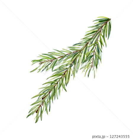 Evergreen fir branch, detailed green needles, hand painted watercolor isolated on white. Perfect for holiday design, eco branding, packaging, stationery, winter decor, organic cosmetics, greeting 127243555