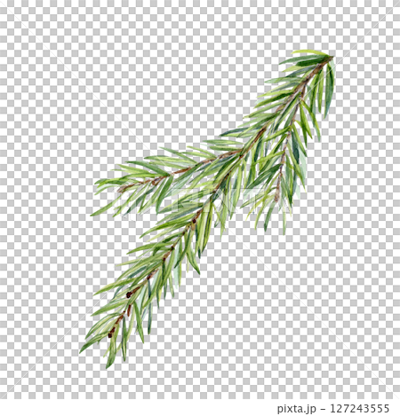 Evergreen fir branch, detailed green needles, hand painted watercolor isolated on white. Perfect for holiday design, eco branding, packaging, stationery, winter decor, organic cosmetics, greeting 127243555