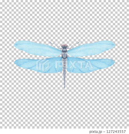 Blue dragonfly with translucent wings, painted in watercolor style isolated on white. Ideal for nature branding, packaging, eco-friendly design, stationery, wall art, wedding, baby shower themes 127243557