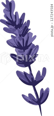 One sprig of lavender on a white background 127243584