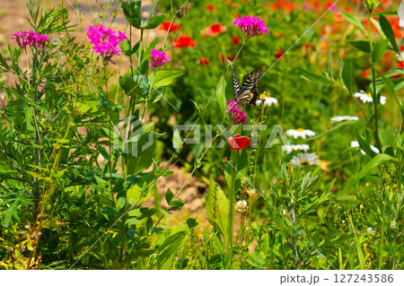 A butterfly sits on a wild flower. Butterflies sit on flowers, drink nectar. 127243586