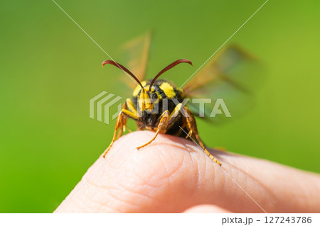 Macro view of hornet moth sitting on finger Macro view of hornet moth sitting on finger 127243786