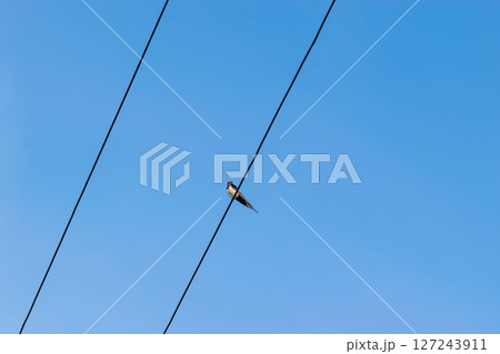 Swallow bird sitting on the wires 127243911
