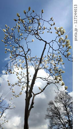 Young magnolia tree with blossoming flower buds in early spring. 127244013