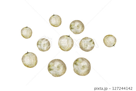 White peppercorns watercolor. Hand drawn dried pepper. Clip art on a white background of hot spices. Ideal for cookbooks, menus and organic product packaging White peppercorns watercolor. Hand drawn dried pepper. Clip art on a white background of hot spices. Ideal for cookbooks, menus and organic product packaging 127244142