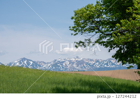 緑の牧草畑と残雪の山並み 十勝岳 緑の牧草畑と残雪の山並み 十勝岳 127244212