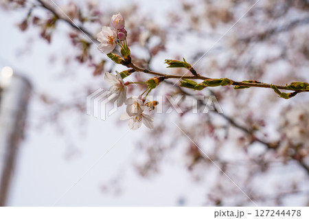 The bee flies near a flowering white flower. The bee flies near a flowering white flower. 127244478