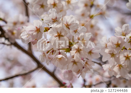 abstract cherry blossom, Soft focus, Background abstract cherry blossom, Soft focus, Background 127244486