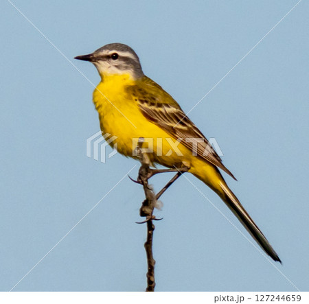 Yellow wagtail Yellow wagtail 127244659