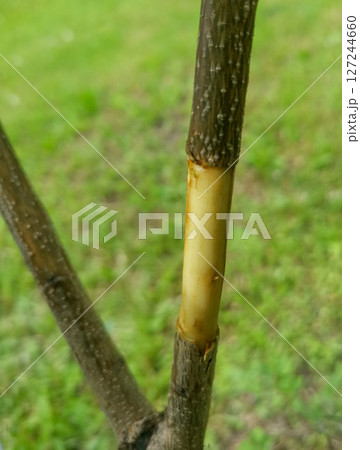 Grafting technique Grafting technique 127244660