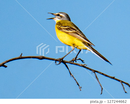 Yellow wagtail 127244662