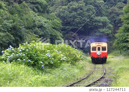 初夏の小湊鉄道 127244711