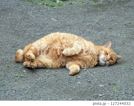 公園の猫 127244832