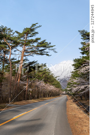 富士山続く道と桜が咲く春の風景 富士山続く道と桜が咲く春の風景 127244945