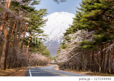 富士山続く道と桜が咲く春の風景 127244948