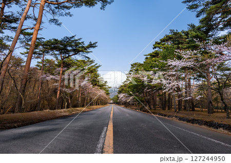 富士山続く道と桜が咲く春の風景 127244950