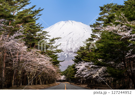 富士山続く道と桜が咲く春の風景 127244952