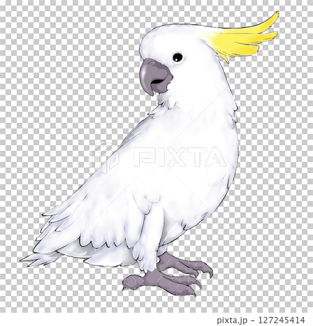 Illustration of a Sulphur-crested Cockatoo 127245414