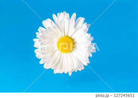 Chamomile blossom with white petals and yellow pistils 127245651
