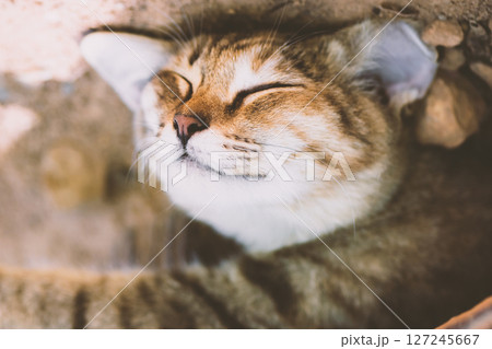 Face of cute looking sleeping cat Face of cute looking sleeping cat 127245667