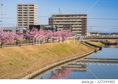 磐田市の今之浦公園の河津桜の風景(静岡県) 127245902