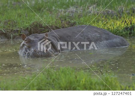 Hippopotamus in South Luangwa National Park, Zambia Hippopotamus in South Luangwa National Park, Zambia 127247401