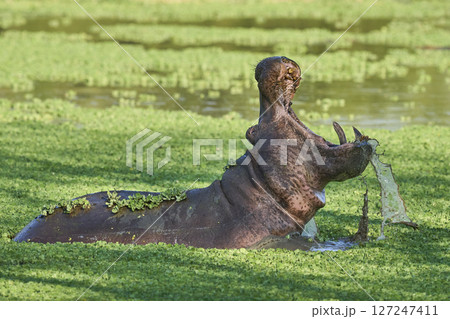 Hippopotamus in South Luangwa National Park, Zambia    127247411