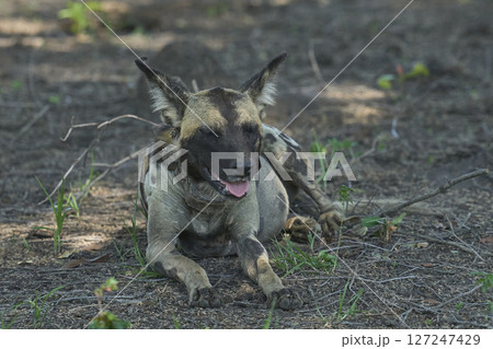 African Wild Dog  127247429
