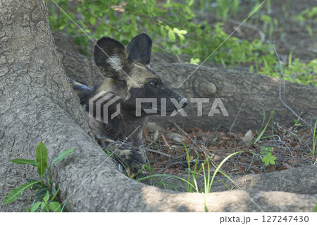 African Wild Dog  127247430