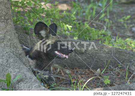 African Wild Dog African Wild Dog 127247431
