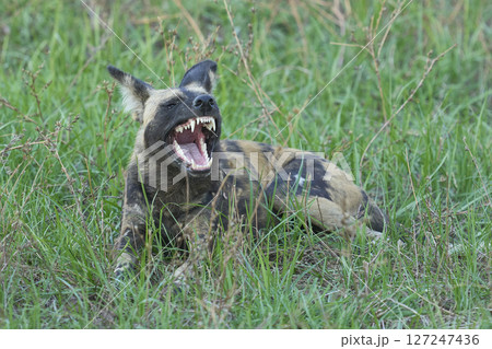 African Wild Dog  127247436