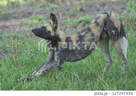 African Wild Dog African Wild Dog 127247439