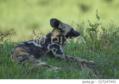 African Wild Dog  127247441