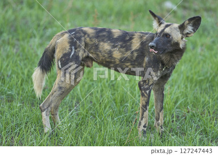 African Wild Dog  127247443