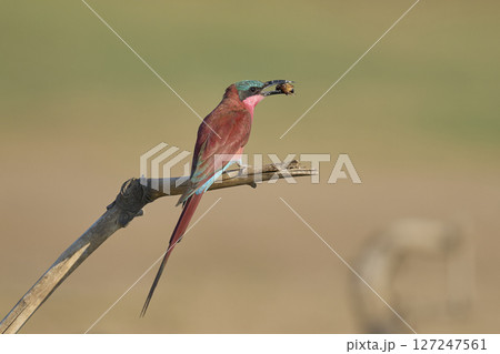 Southern Carmine Bee-eater  127247561