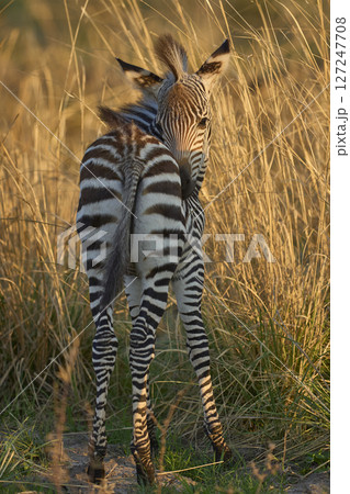 Young Crawshay's zebra 127247708